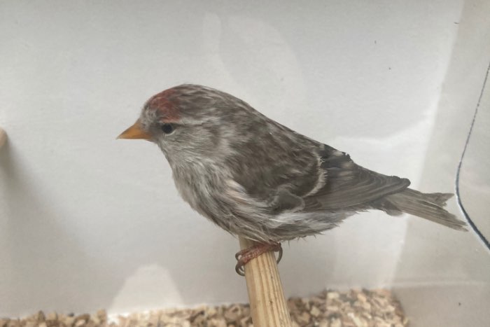 grote noorse barmsijzen poppen