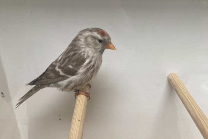 grote noorse barmsijzen poppen