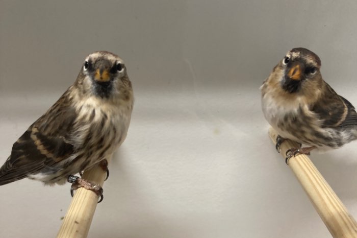 grote noorse barmsijzen poppen