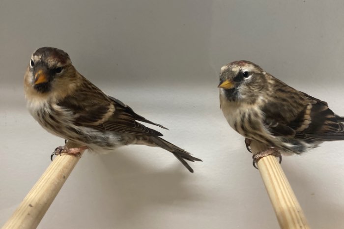 grote noorse barmsijzen poppen