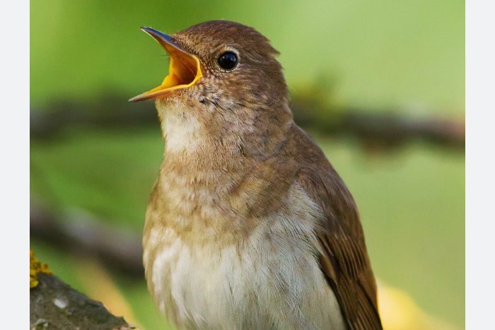 europese nachtegaal - luscinia megarhynchos