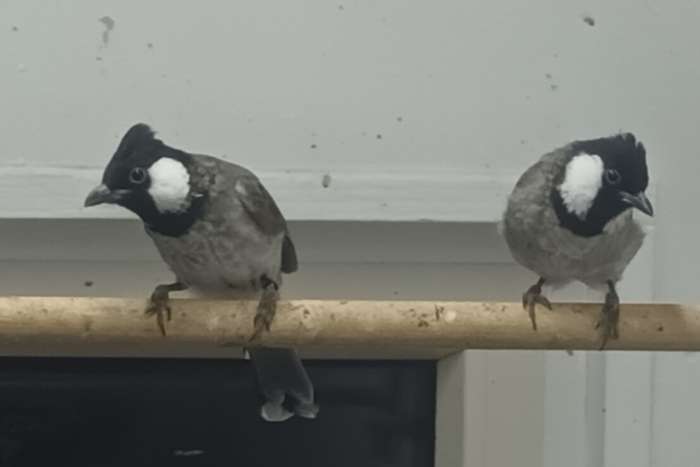 witoorbuulbuul (pycnonotus leucotis)