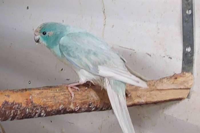 kwkoppel blgezoomde met jongen kakariki25