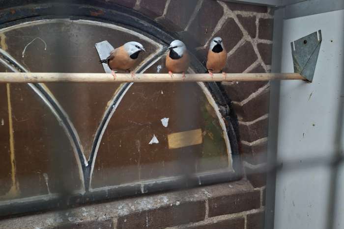 3 x pop gordelgrasvink split voor grijs