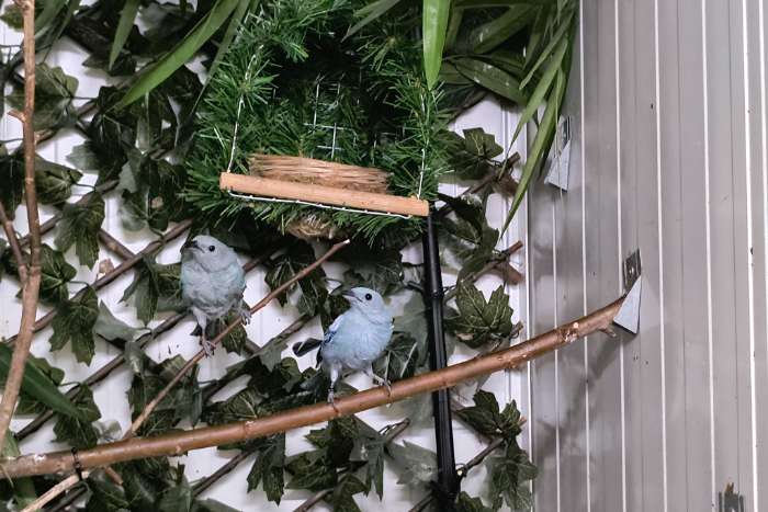 blauwgrijze witschouder tangaras