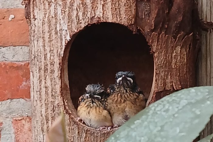 schamalijster nestkasten