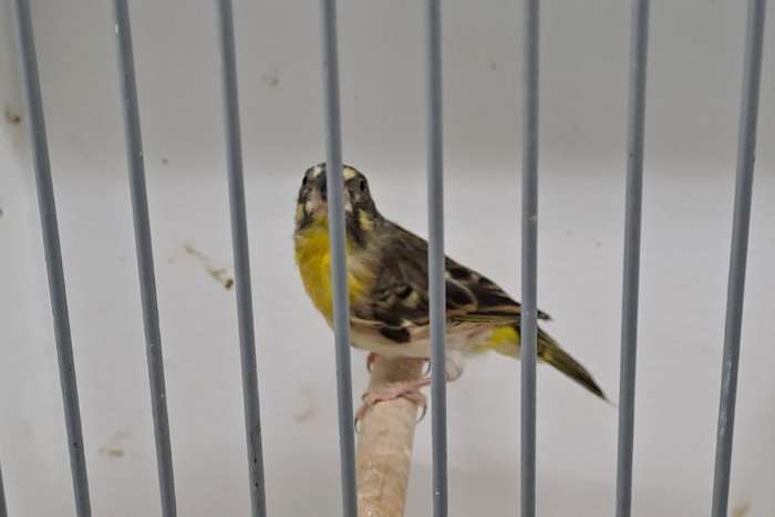 citroenborst edelzangers