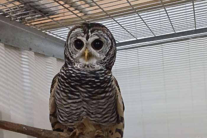 te koop 1-1 roodpoot bosuilen