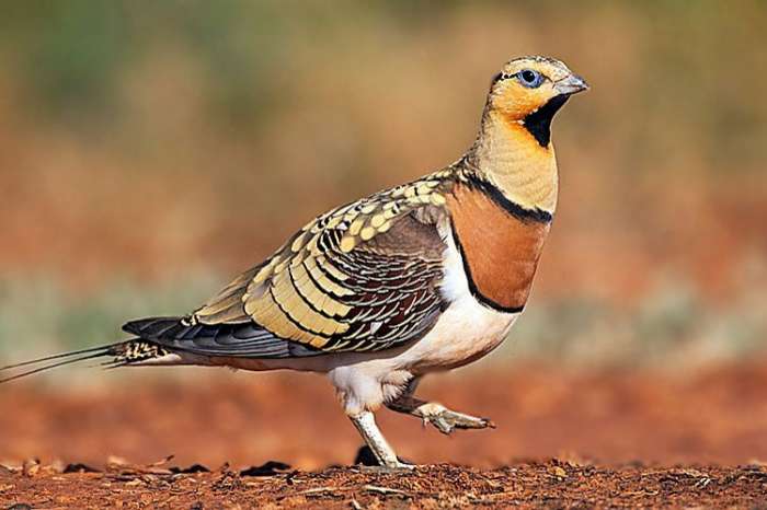 witbuikzandhoeder haan