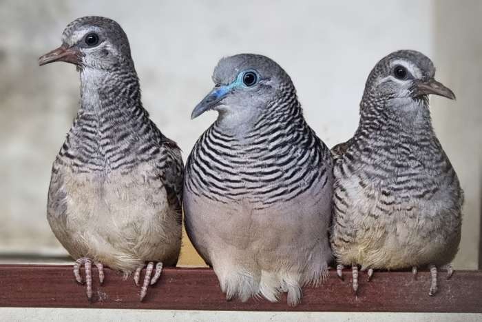 vredesduifjes, geopelia placida