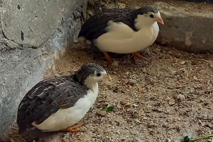 chinese dwergkwartels