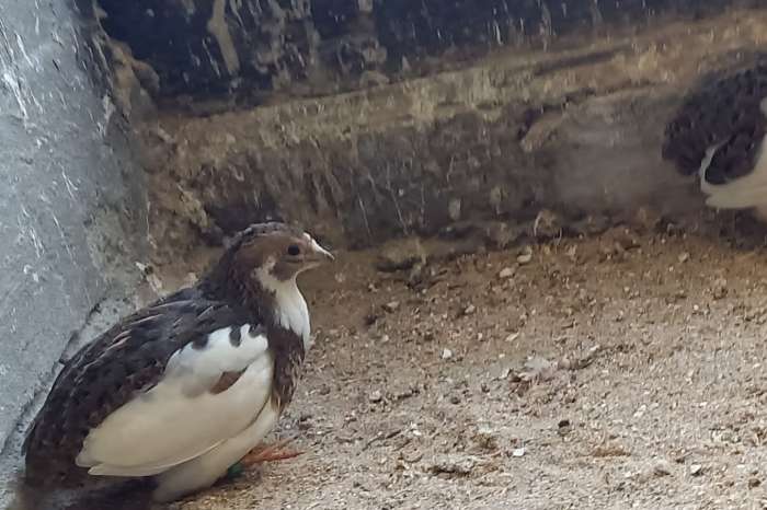 chinese dwergkwartels