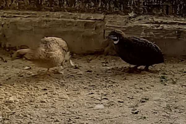 chinese dwergkwartels