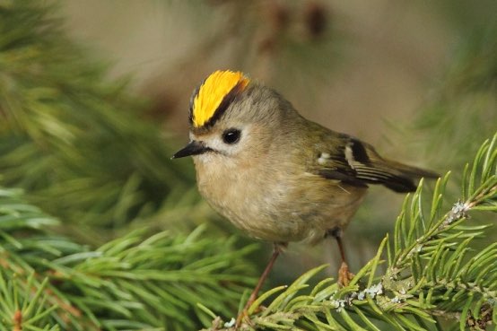 1-1 goudhaantje (regulus regulus) 2025