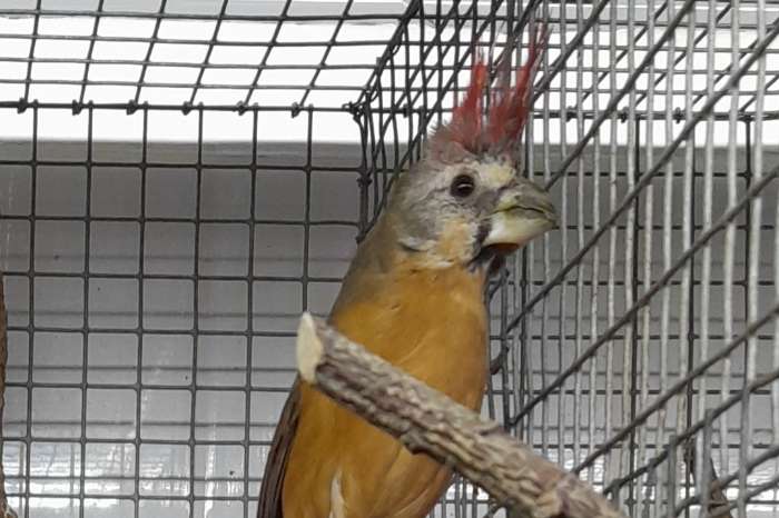 vermiljoen kardinaal