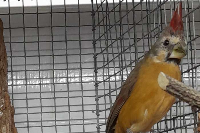 vermiljoen kardinaal