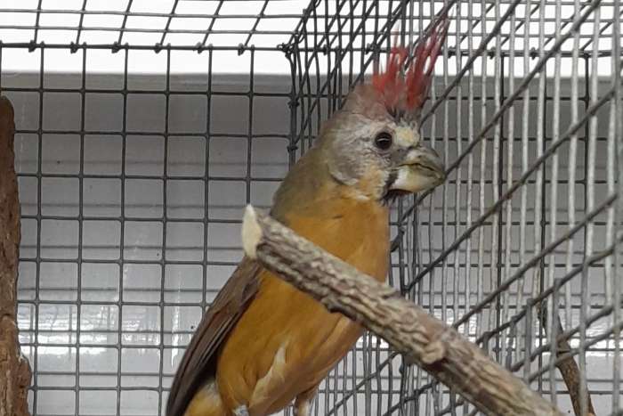 vermiljoen kardinaal