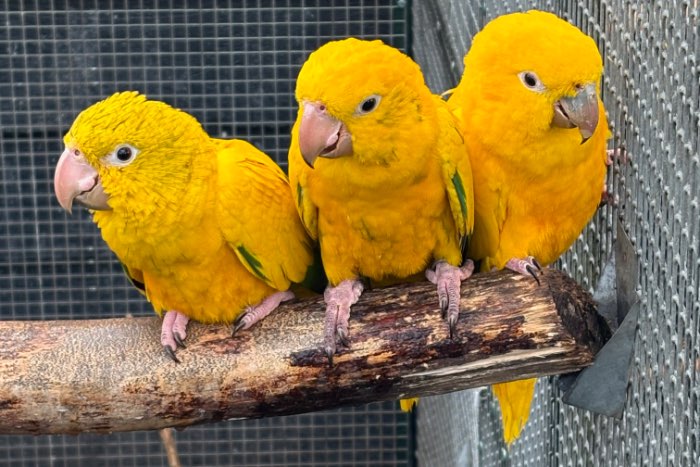 2-2 goudparkieten onverwante koppels 2025