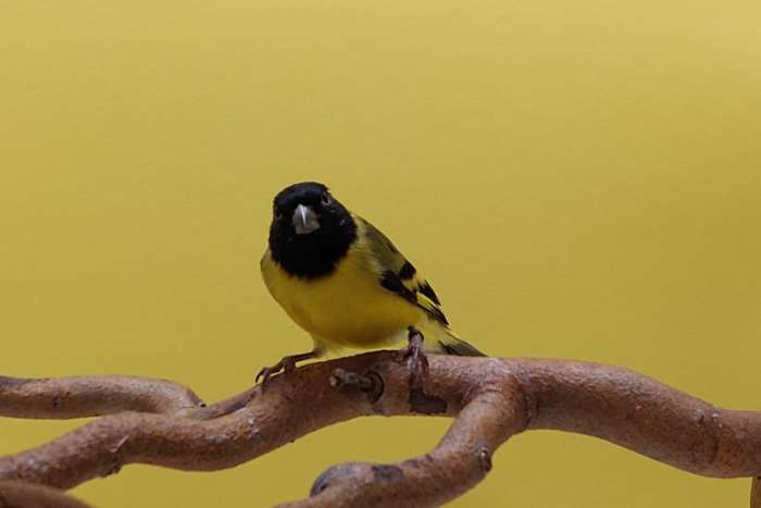 zwartkopsijs split bruin