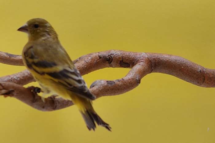 zwartkopsijs split bruin