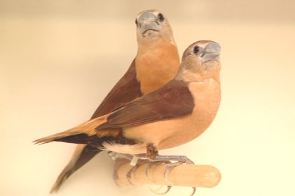 gele rietvinken losse mannen lonchura flaviprymna