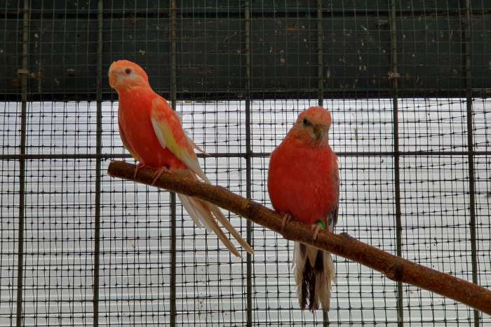 roseopaline bourke