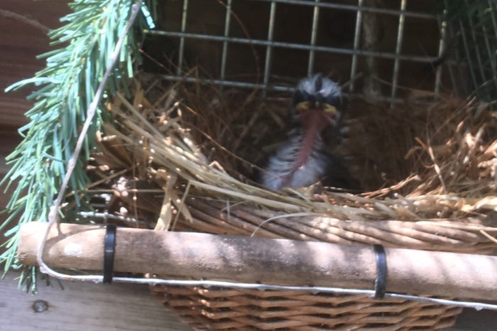 prachtige wildzang nesten