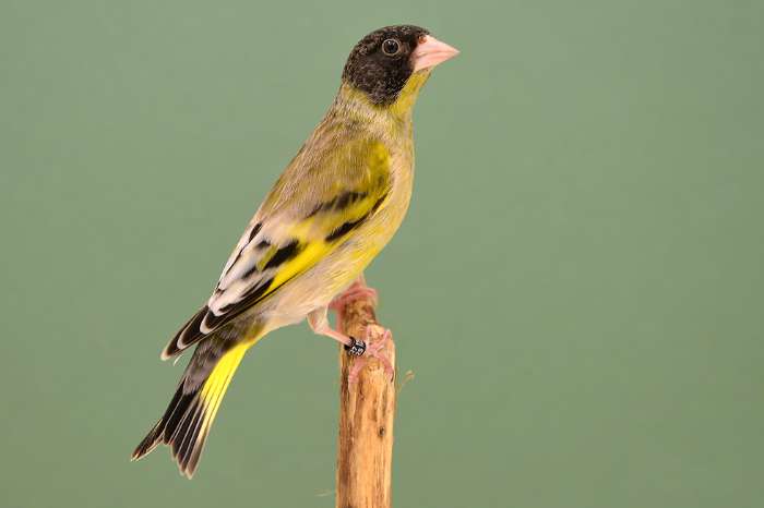 zwartkopgroenvink (chloris ambigua)