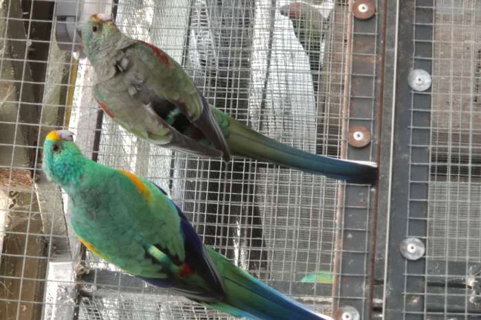 veelkleurenparkiet koppel