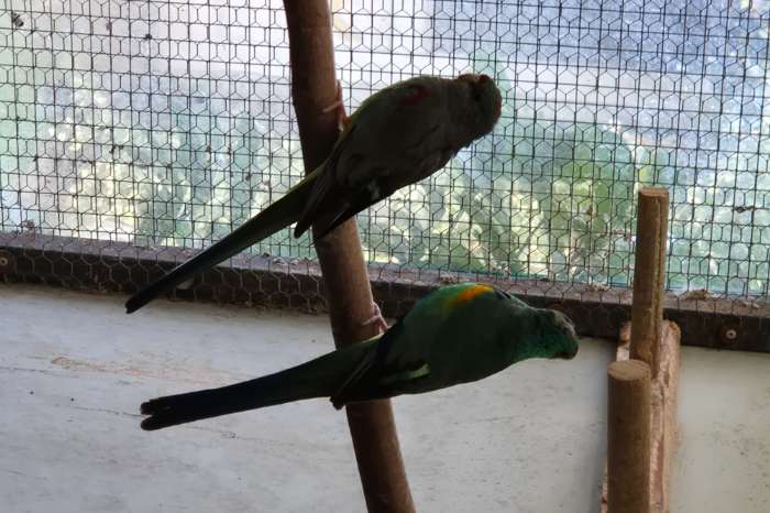 veelkleurenparkiet koppel