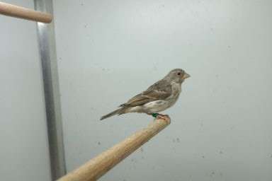 witstuit edelzanger mannen