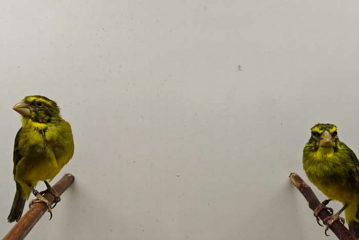 dikbekkanarie (crithgra donaldsoni)