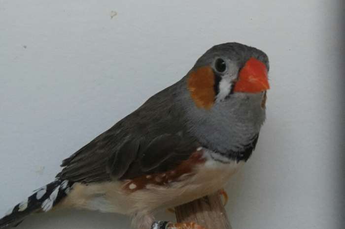 t.t. waardige timor zebravinken