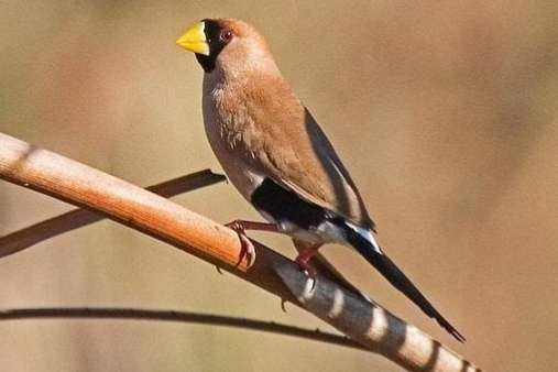 diverse tropen gezocht