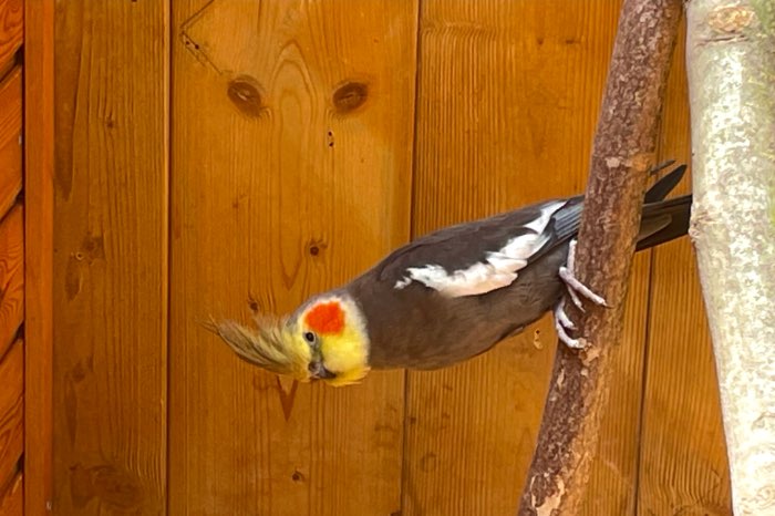 te koop koppel valkparkieten van 2019