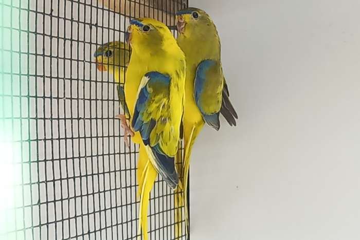 elegant parkiet poppen ruilen tegen mannen