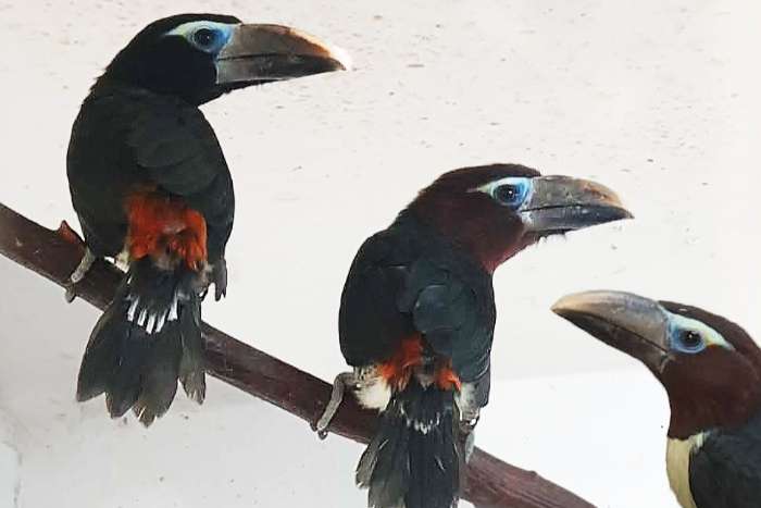 pteroglossus viridis 2.2