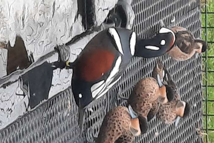 1-0 harlekijneend 2023