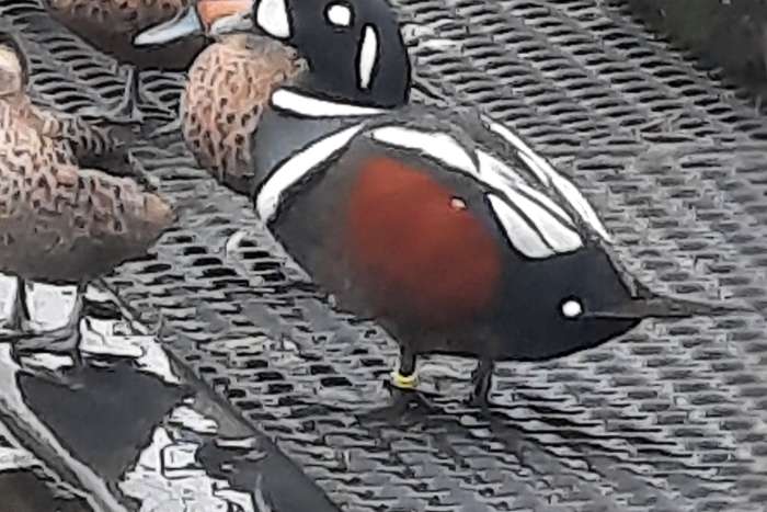 1-0 harlekijneend 2023