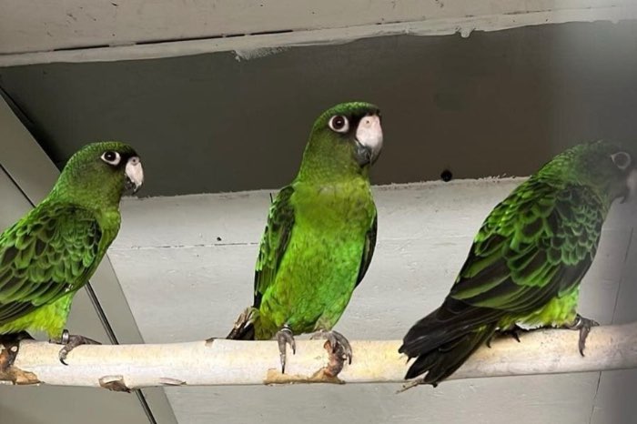 poicephalus gulielmi massaicus