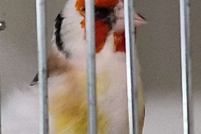 superbe chardonneret majeur