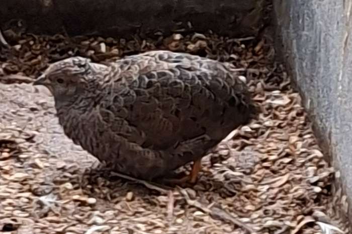 chinees dwergkwartel popje