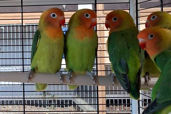 te koop lilianae dwergpapegaaien 2026