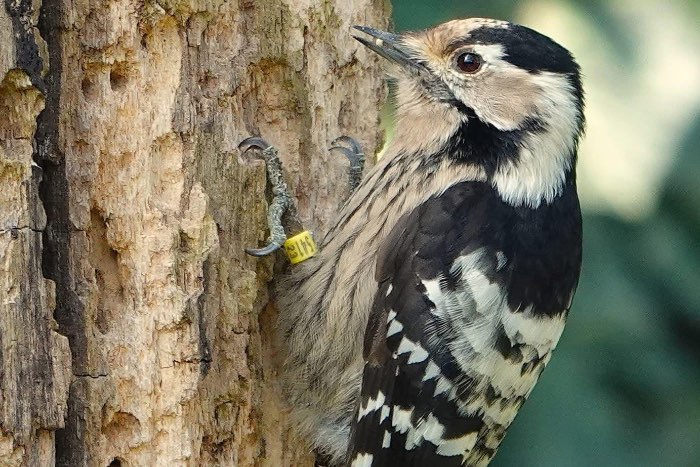 1-0 kleine bonte specht (dyrobates minor)