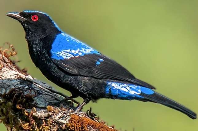 irena puella - asian fairy-bluebird