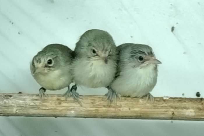 gezocht of ruilen senegal brilvogels