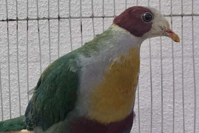 ramphiculus occipitalis