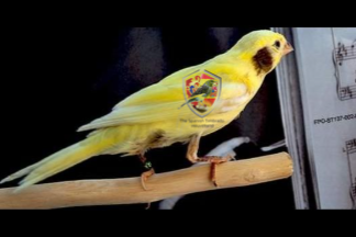 timbrado 's ( classico )