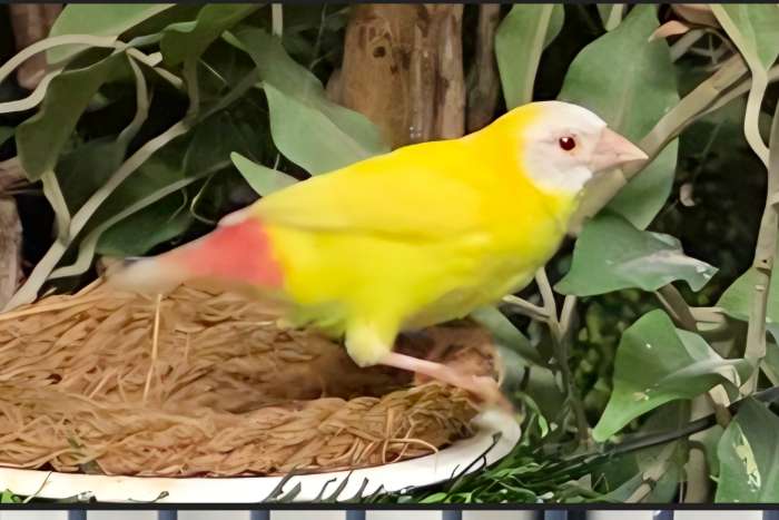 driekleur papegaaiamadines geel / zeegroen