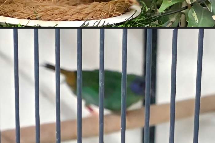 driekleur papegaaiamadines geel / zeegroen